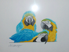 macaw_trio