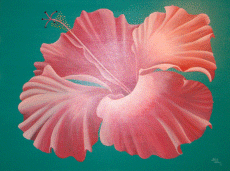 pink_hibiscus